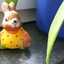 hase