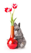 KW13_hase